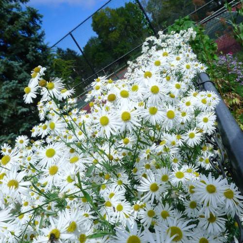 White flowers with yellow stamens on green stems and green leaves.