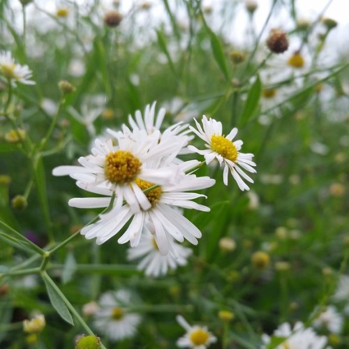 White petal with yellow center, yellow-lime buds, green leaves and pedicel.