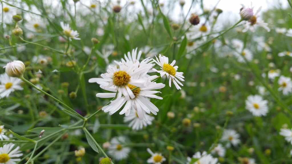 White flowers and yellow anthers on green stems surrounded by green foliage.