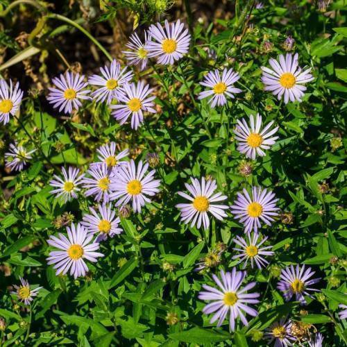 Purple flowers with yellow stamens atop green stems, surrounded by green leaves.