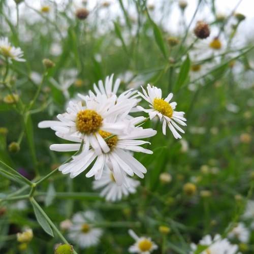 White flowers and yellow anthers on green stems surrounded by green foliage.