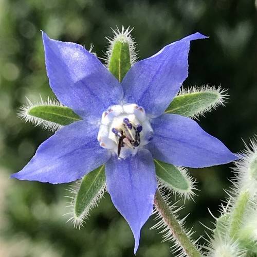 Bright-blue flowers and green leaves on green stem.