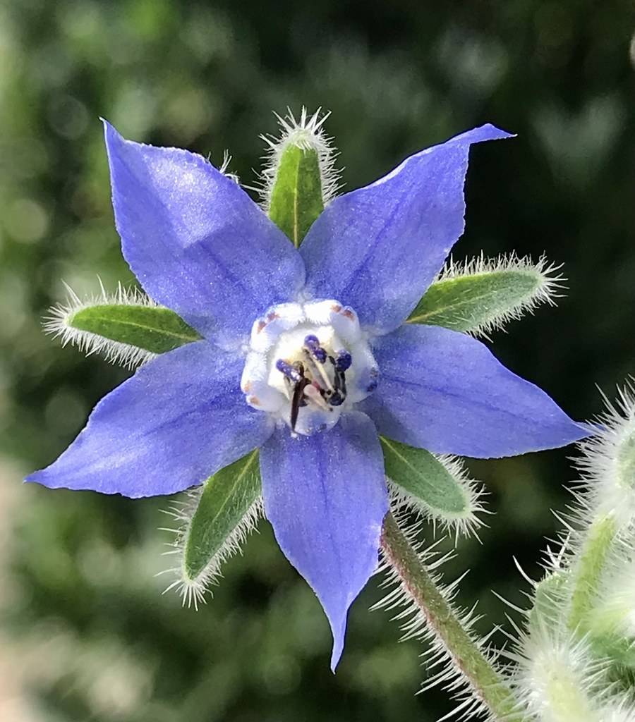 Bright-blue flowers and green leaves on green stem.