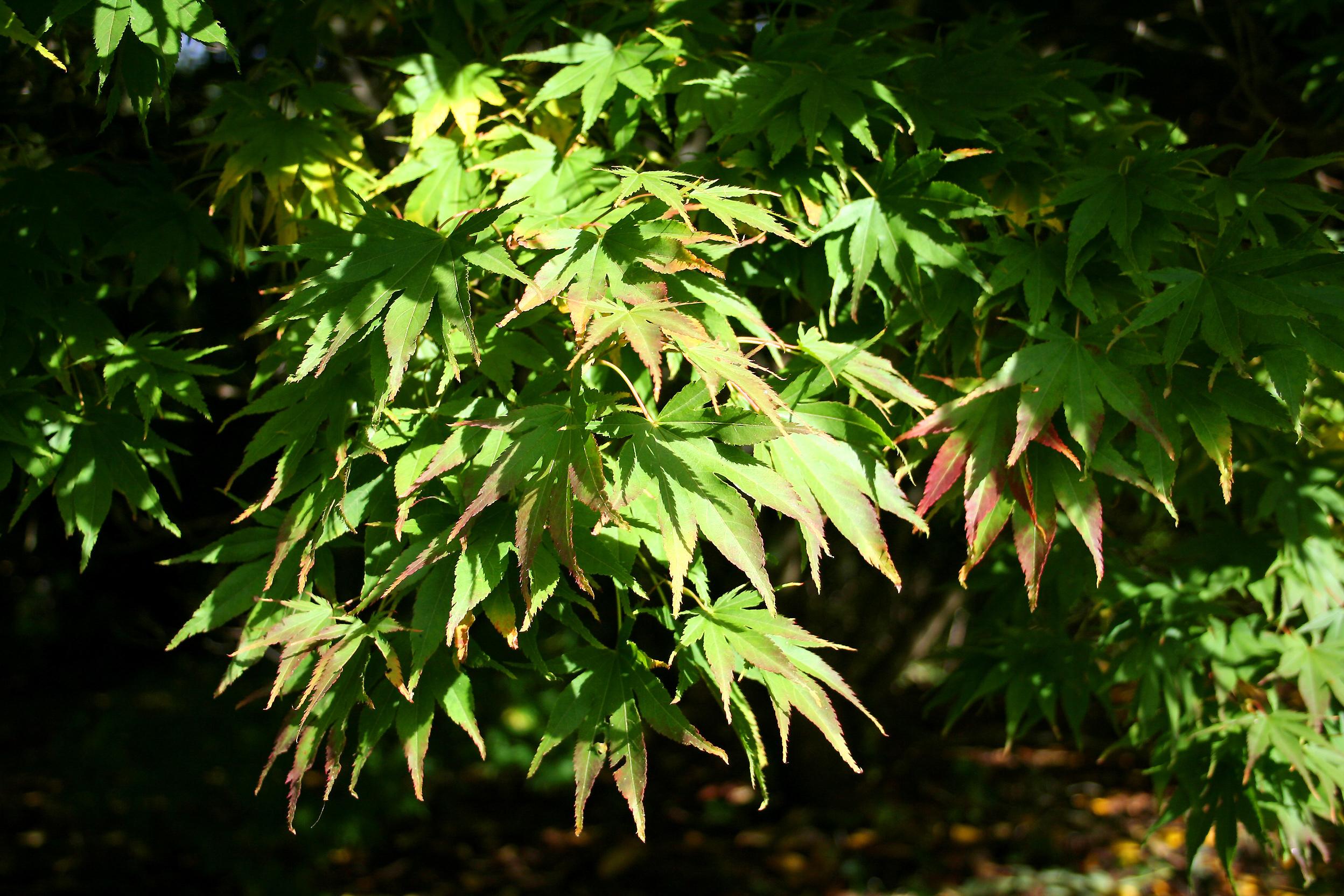 pink-lime leaves with lime stems