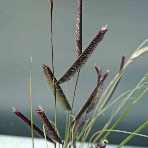 Green stem and maroon-green foliage