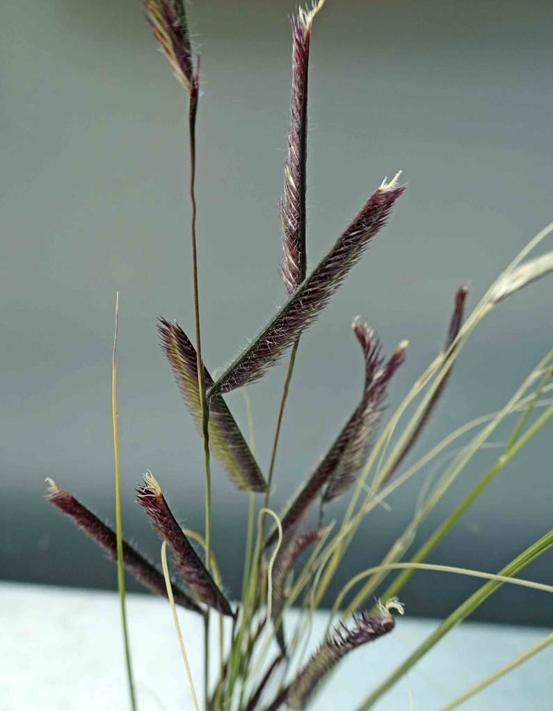 Green stem and maroon-green  foliage
