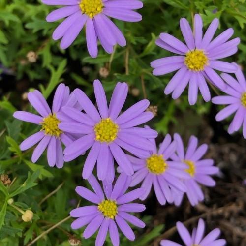 Violet flower with yellow center and stamen, green leaves and brown stem.