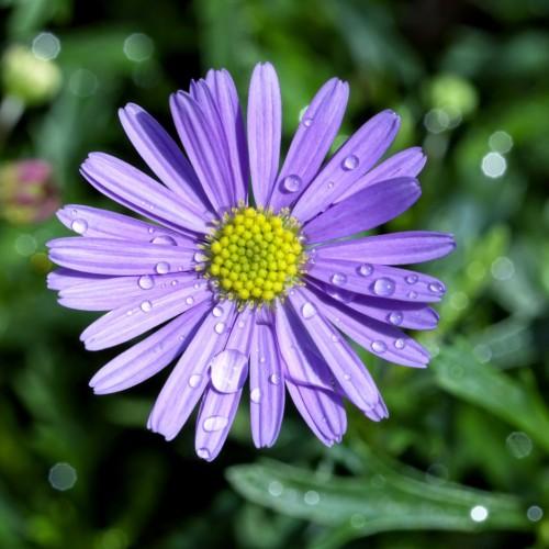 Violet flower with green leaves, yellow center and stamen,