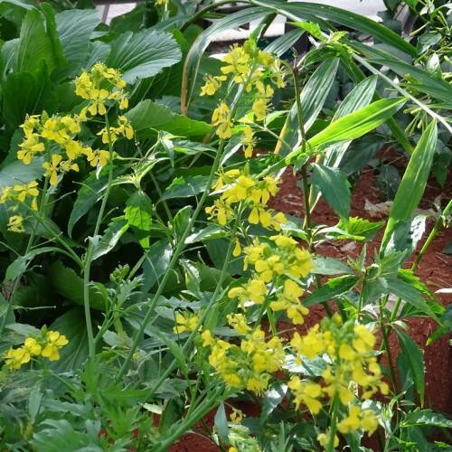 Green stem and stalks with yellow flowers on green leaves.