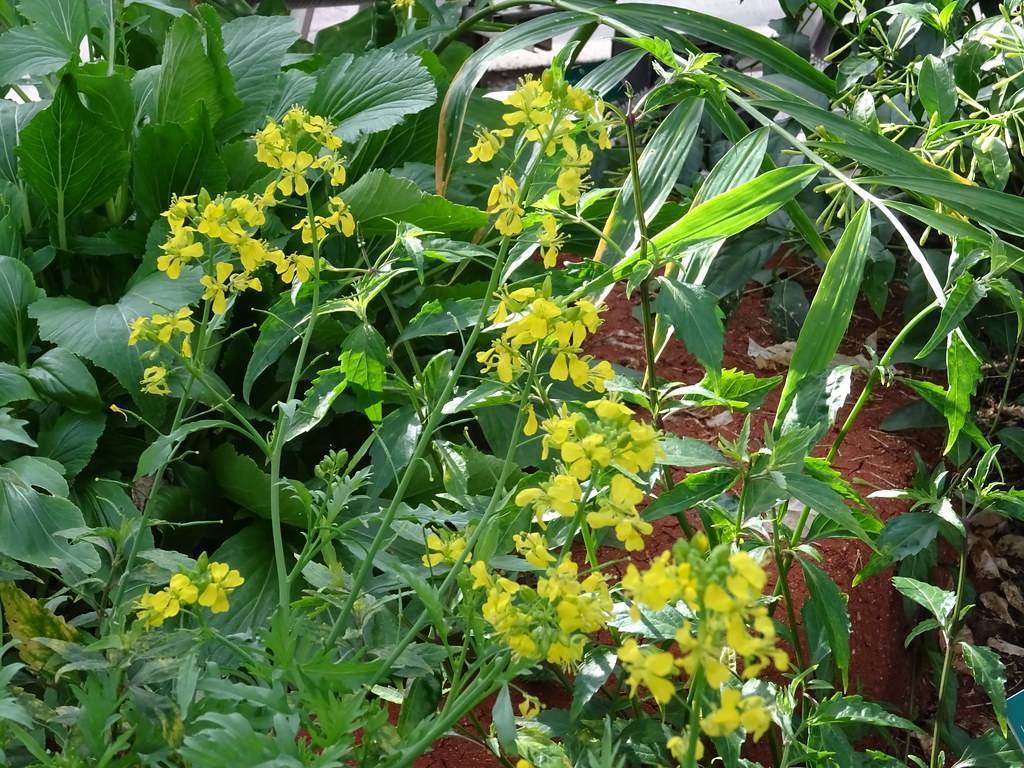 Green stem and stalks with yellow flowers on green leaves.