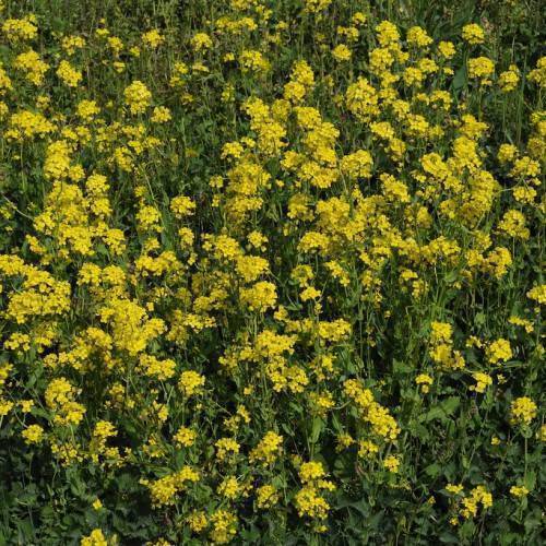 Green leaves with yellow flowers on a green stalks.