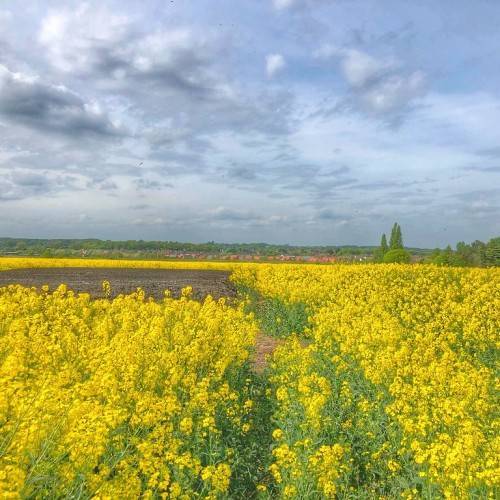 Bright-yellow flowers and green leaves in a meadow.