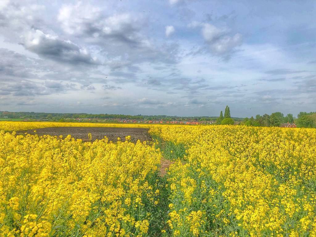 Bright-yellow flowers and green leaves in a meadow.