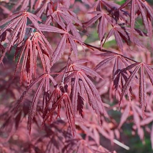 pink-burgundy leaves with burgundy stems