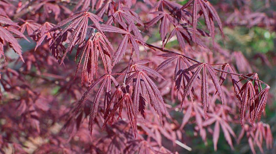 pink-burgundy leaves with burgundy stems