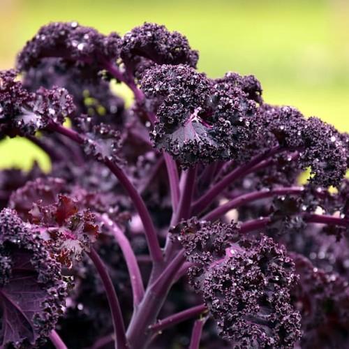 Purple foliage with leaves, purple midrib and veins, purple stems.