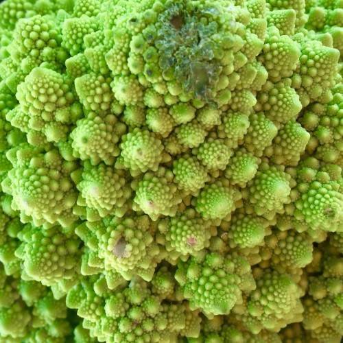 Lime-green flower.