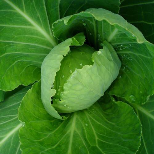 Green leaves with mint-green midribs.