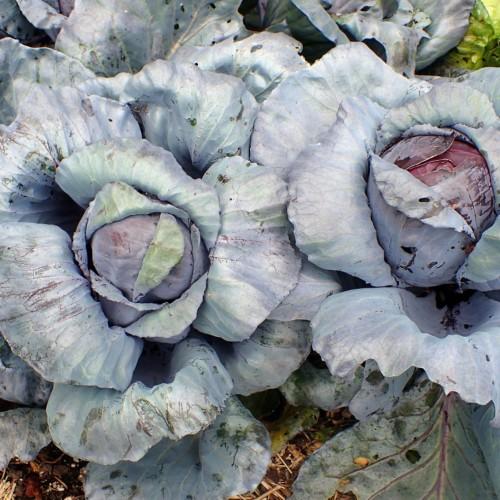 White-purple-green leaves and veins.