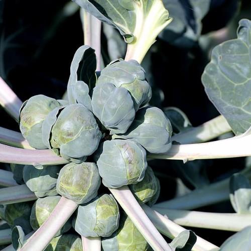 Green-yellow buds with gray-green leaves, yellow veins and white stems.