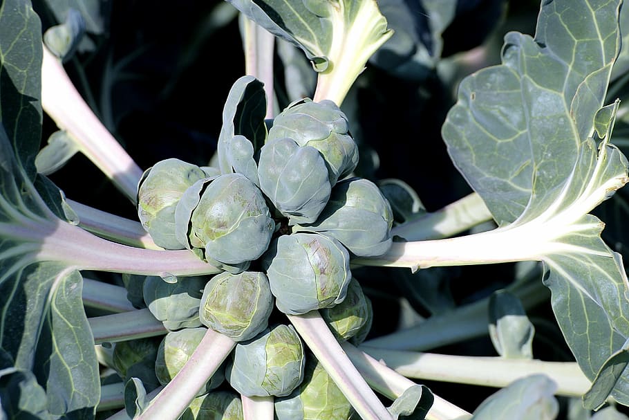 Green-yellow buds with gray-green leaves, yellow veins and white stems.