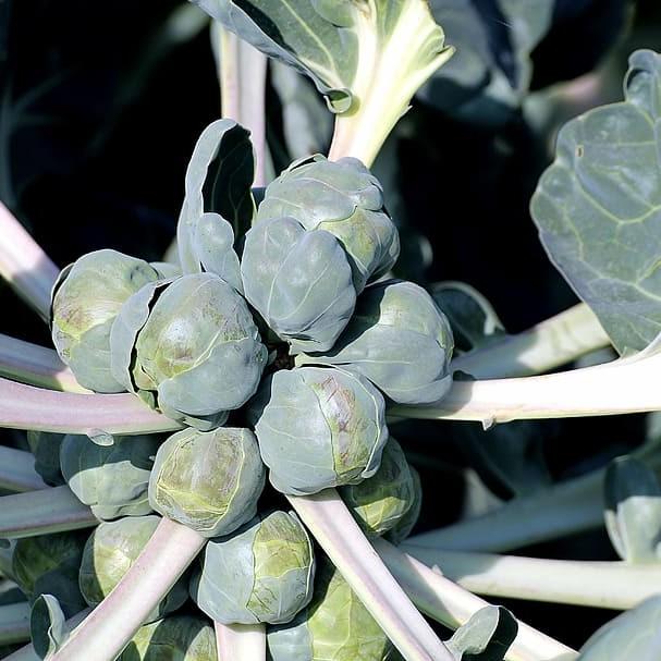 Brussels Sprouts Image