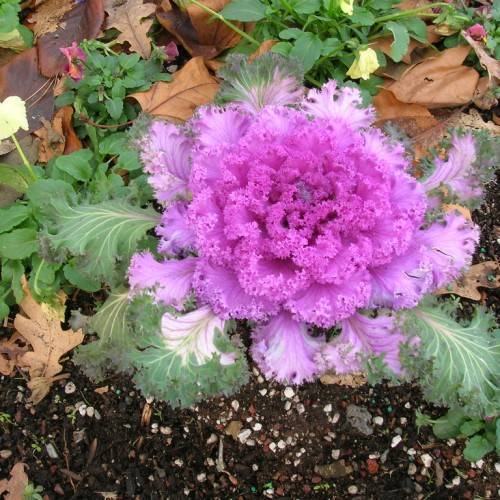Purple-pink flowers on green-white-pink leaves.