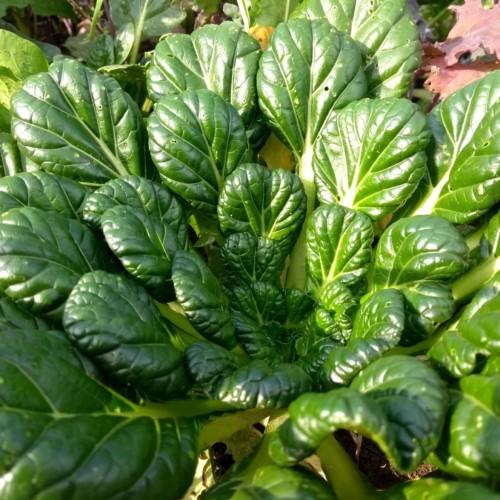 Green leaves with yellow petiole, midrib and veins.