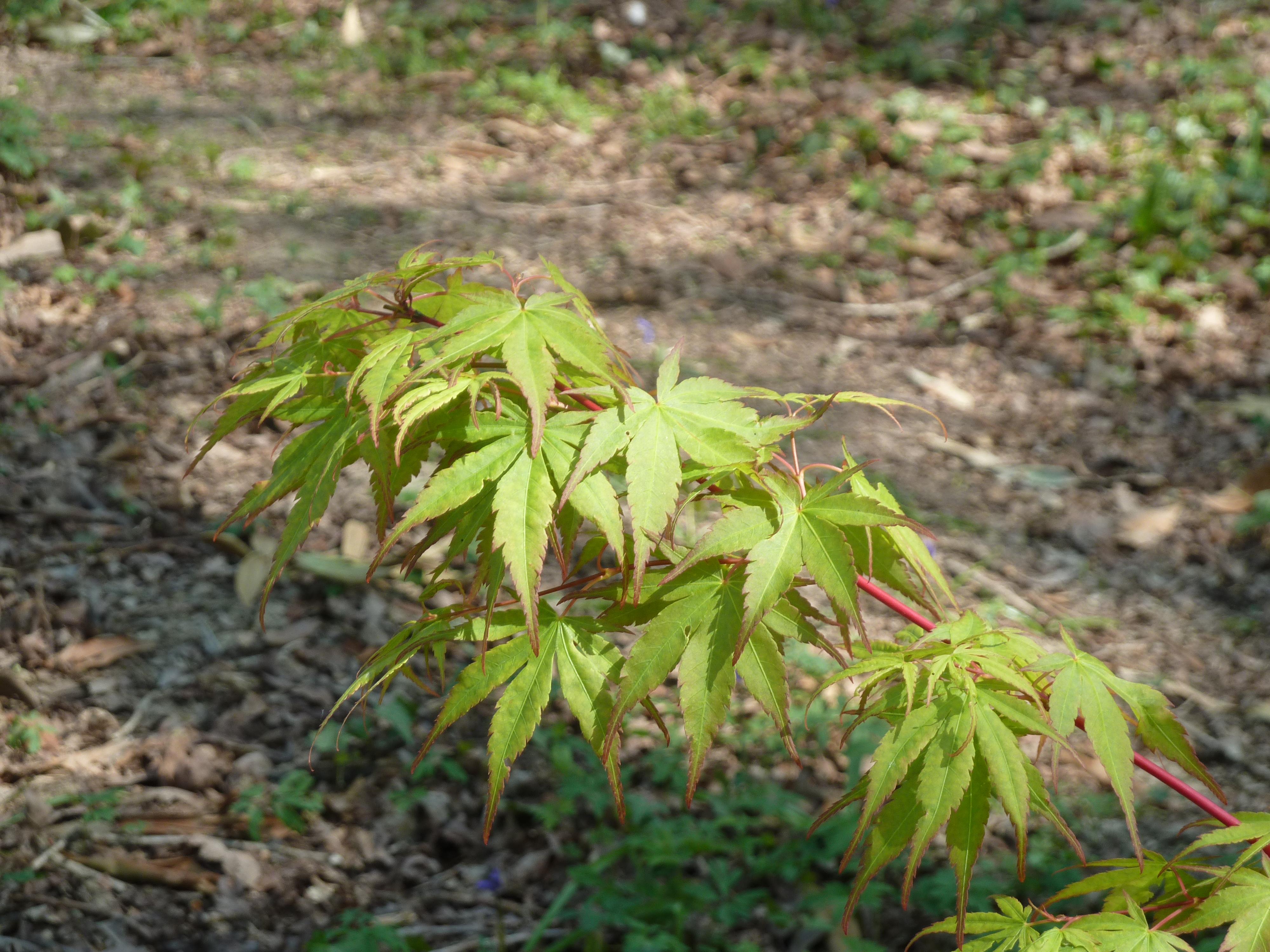 red-green leaves with red stems