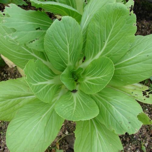 Lime-green leaves with pale-green midrib and veins