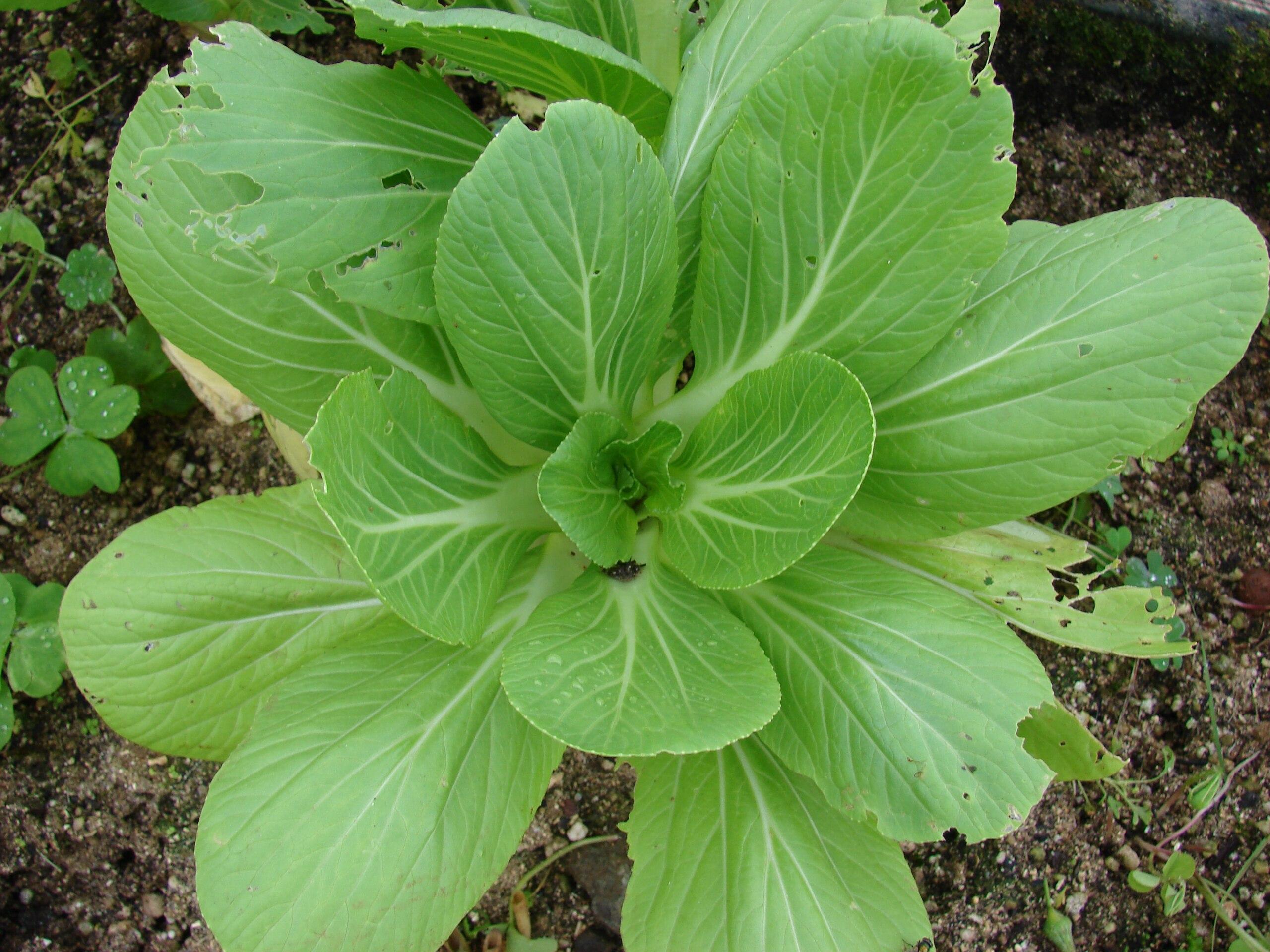 Lime-green leaves with pale-green midrib and veins