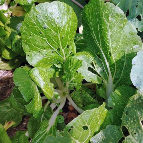 Dark-green leaves and white stems.