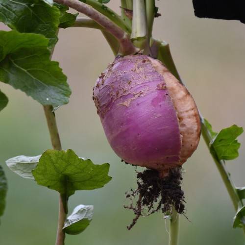 Purple-pink fruit with green leaves on pink-green stalks.