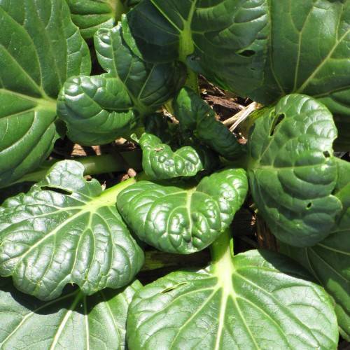 Dark-green leaves with lime-green midribs and pale-green stems.