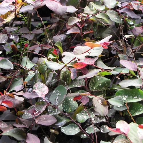 Dark-purple-green-orange leaves on a maroon stems.