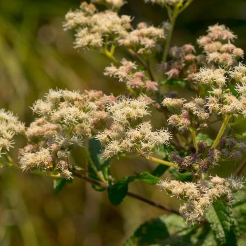 Pink-white flowers with off-white stigma, green leaves, yellow-lime-burgundy stems.