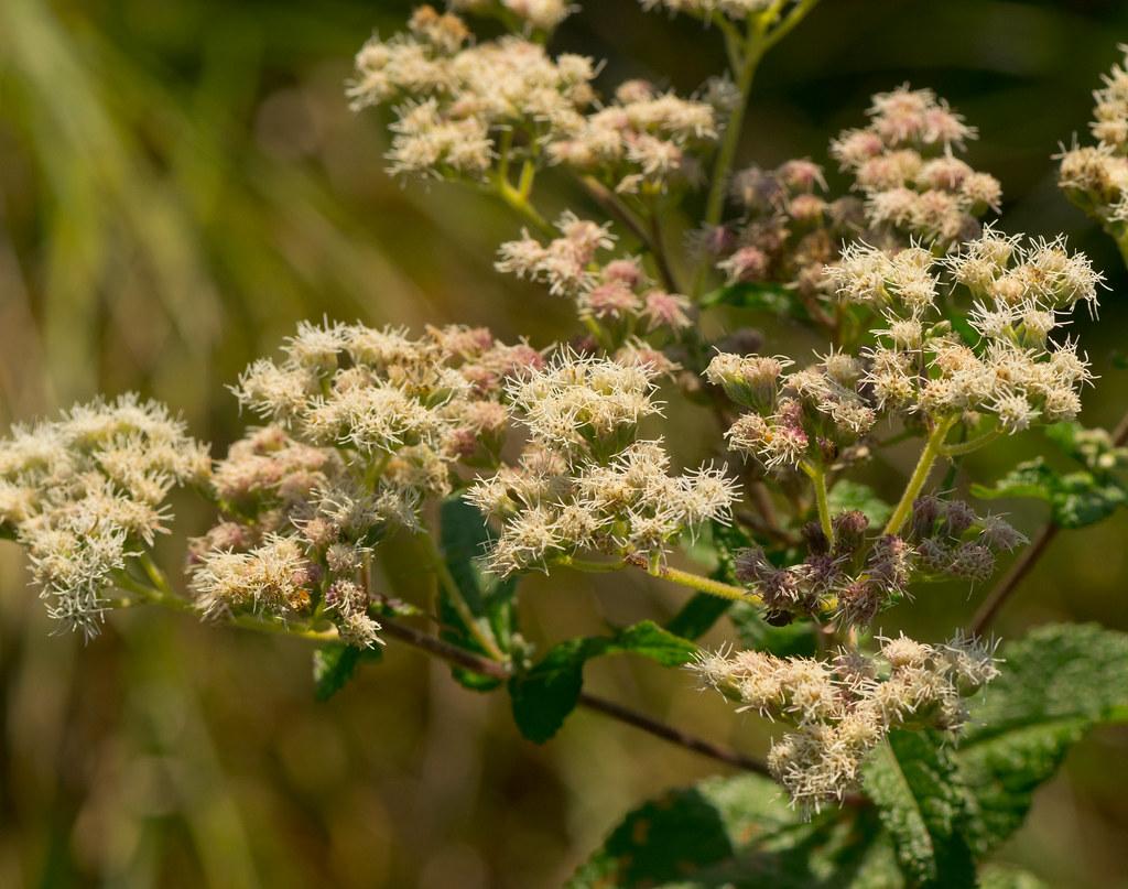 Pink-white flowers with off-white stigma, green leaves, yellow-lime-burgundy stems.