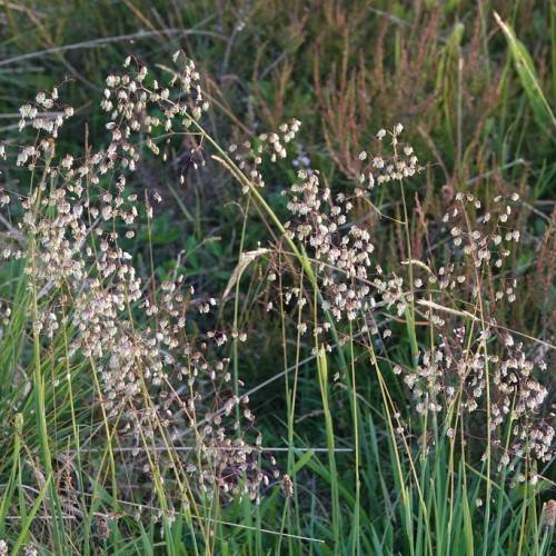Green foliage with green stems and light green-beige seed heads.