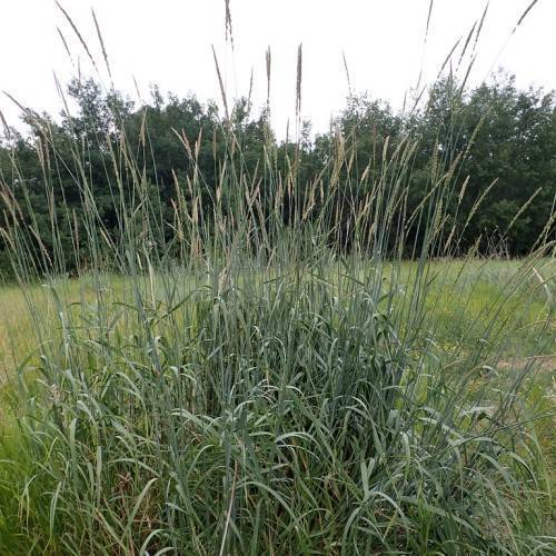 Green leaves with green stem