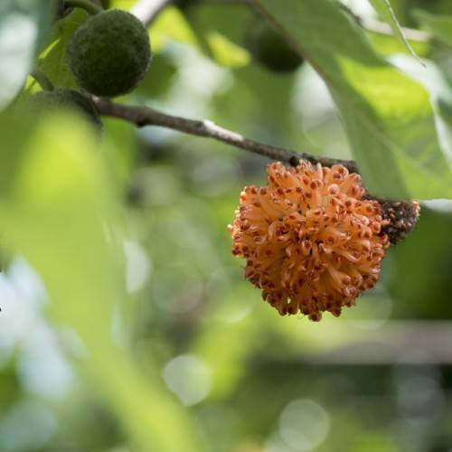 Green leaves with green fruits and globe of orange buds.