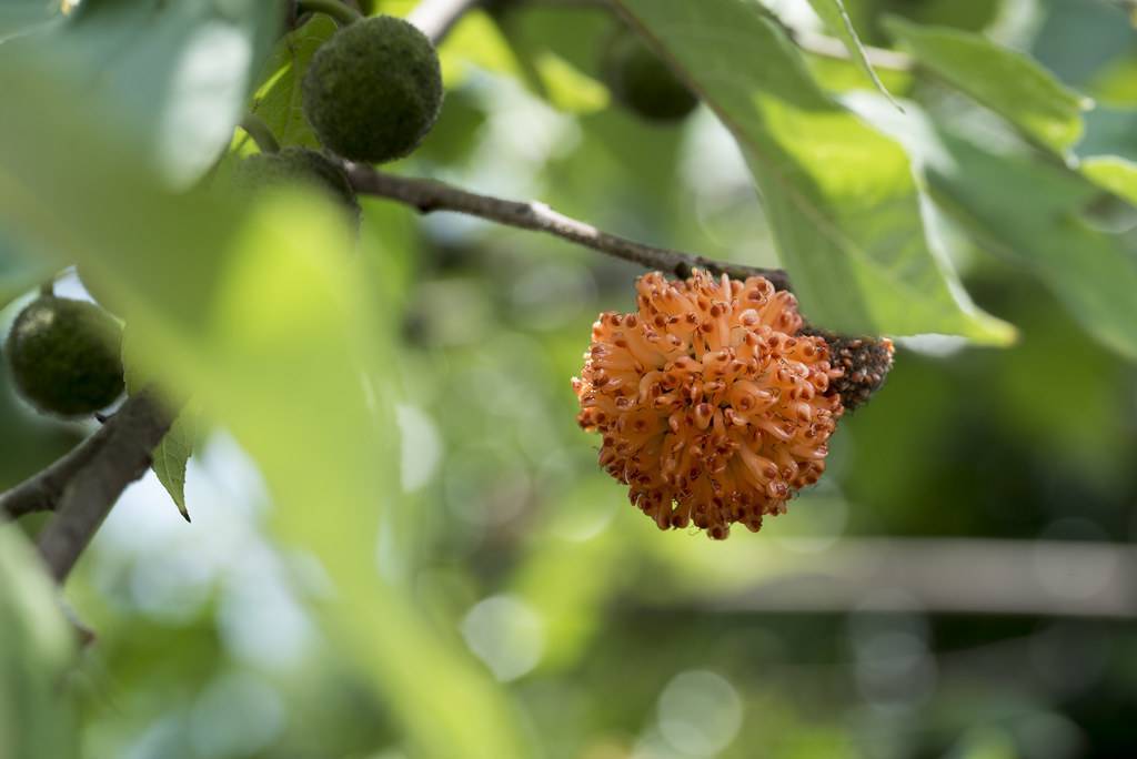 Green leaves with green fruits and globe of orange buds.