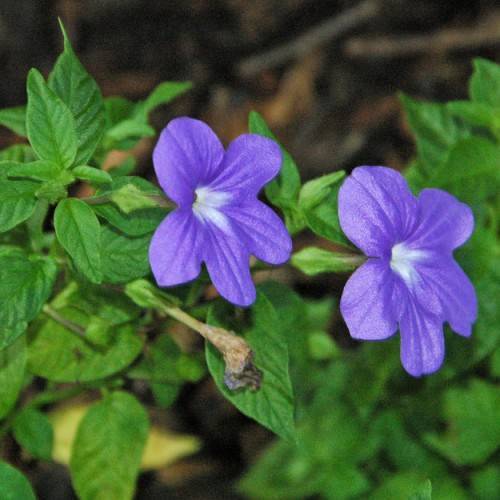 Deep-purple petals with light-blue stamens on green stalks and green leaves.