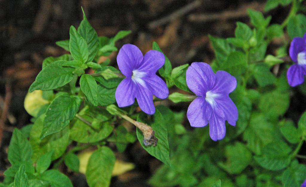 Deep-purple petals with light-blue stamens on green stalks and green leaves.