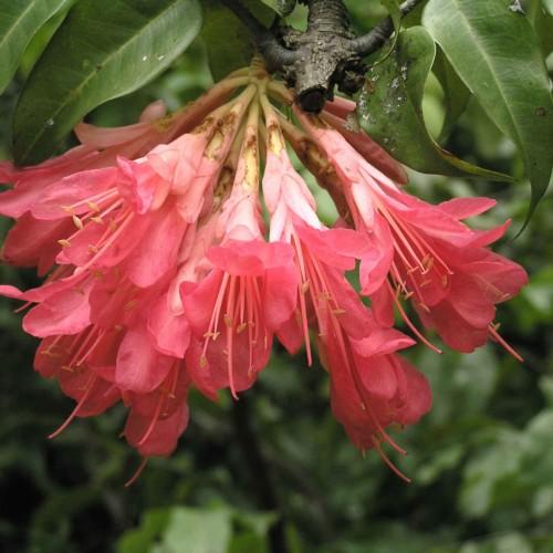 Pink flower with pink style and filaments, pink stigma, beige anthers, lime-yellow sepal, green leaves, yellow midrib and veins. Pink buds.