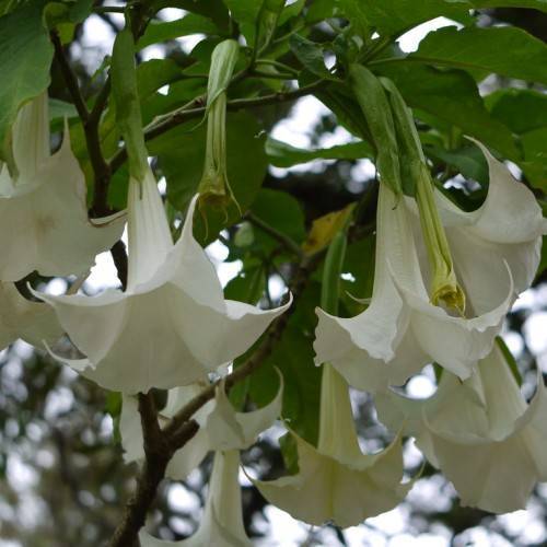 White flowers hanging downward on a  green leaves and brown branch.