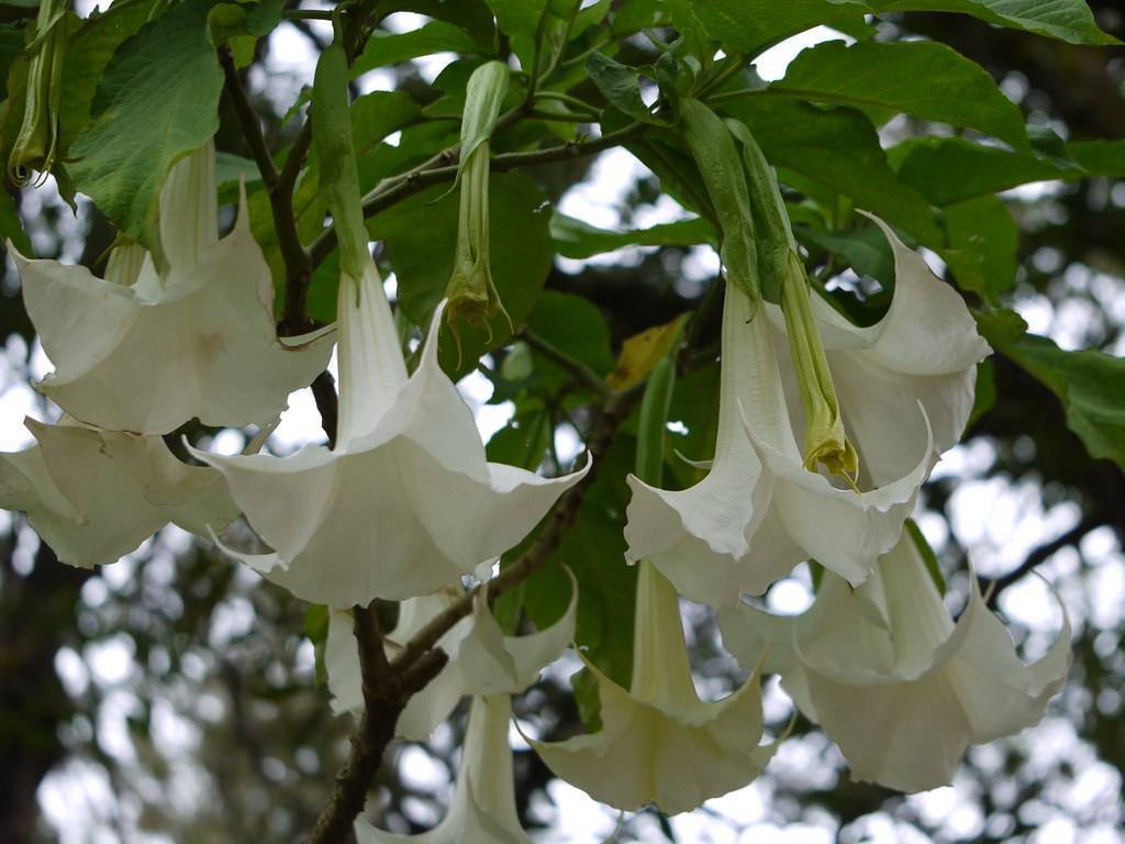 White flowers hanging downward on a  green leaves and brown branch.