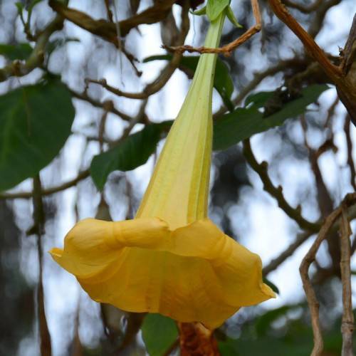 Yellow-green flower and green leaves on maroon stems.