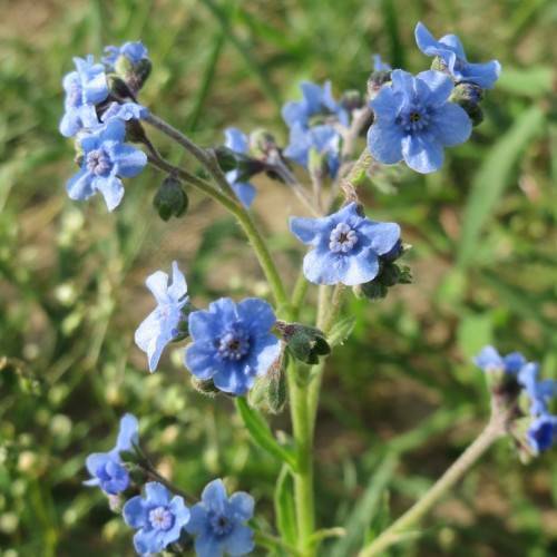 Blue flowers on a green stems and green leaves.