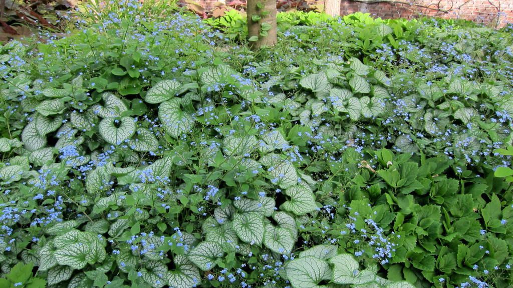 Blue-white flowers and green-white leaves on green stems.