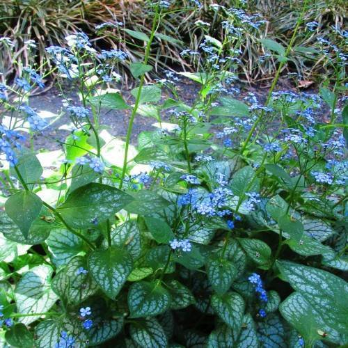 White-green leaves with blue flowers on green stems.